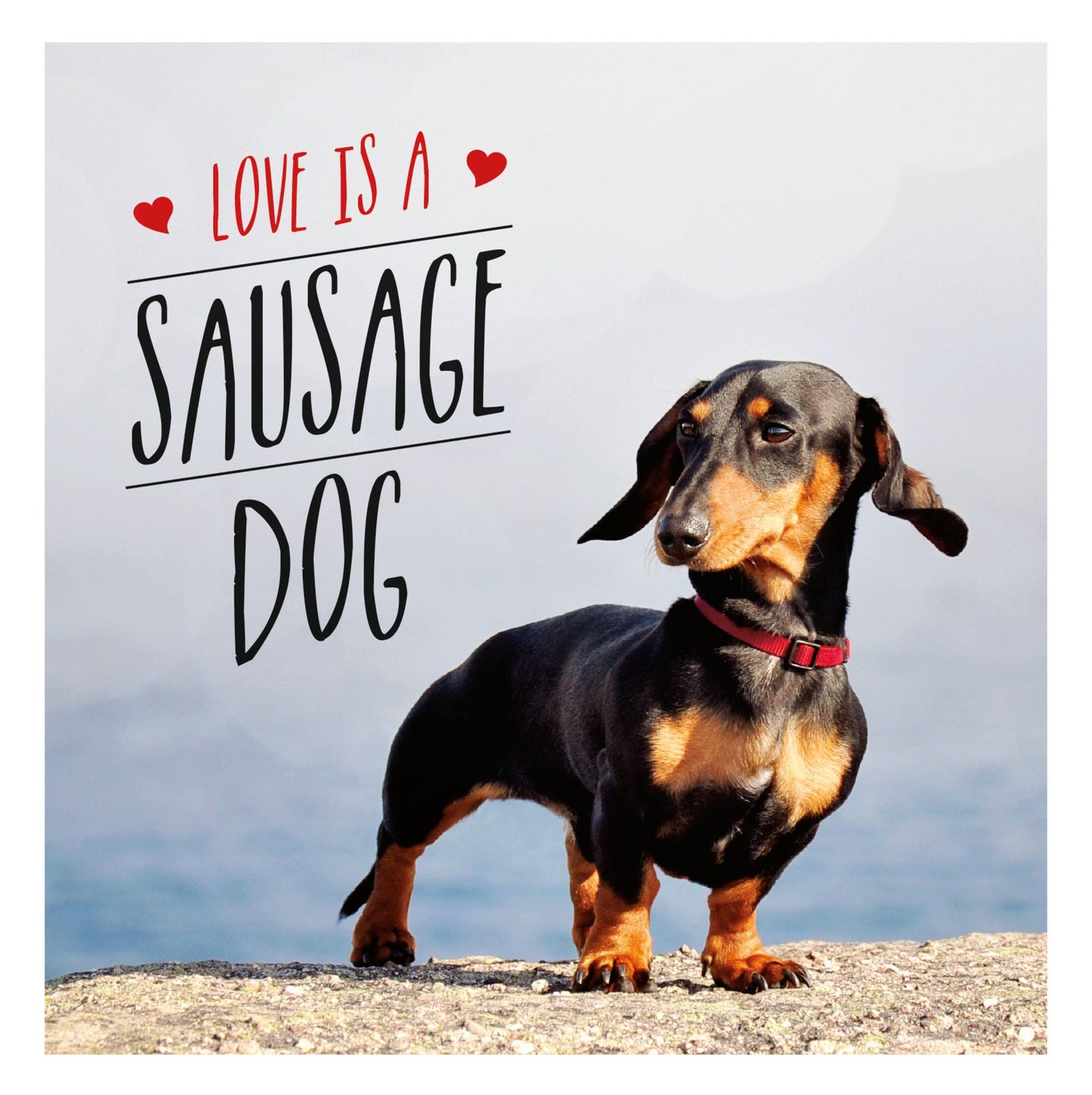 Love Is a Sausage Dog