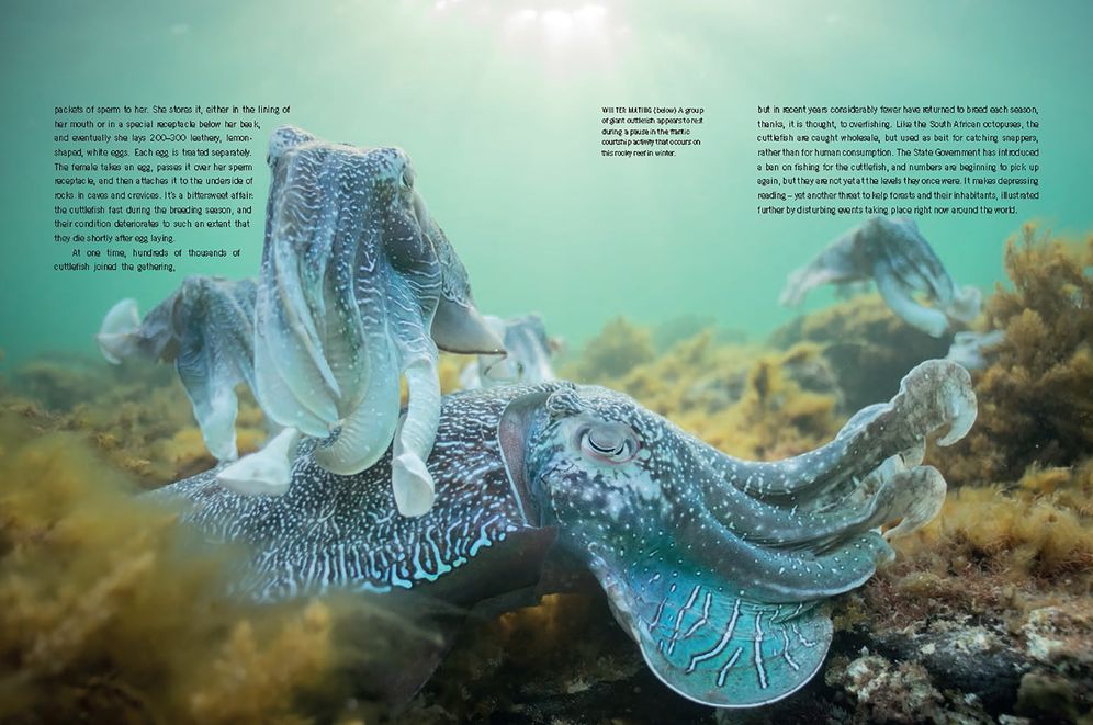 Blue Planet II: A New World of Hidden Depths