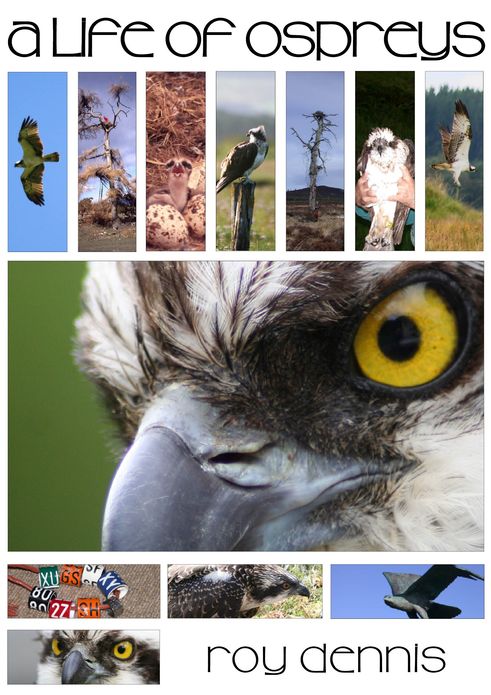 A Life of Ospreys