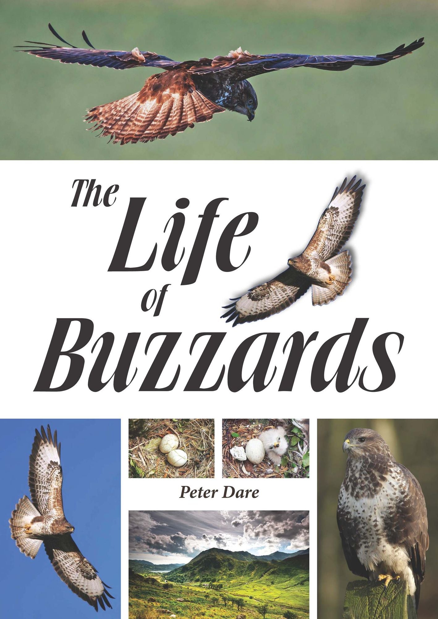 The Life of Buzzards