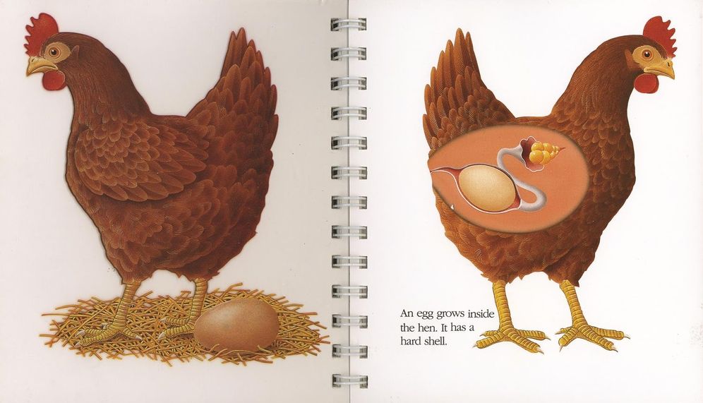 The Egg