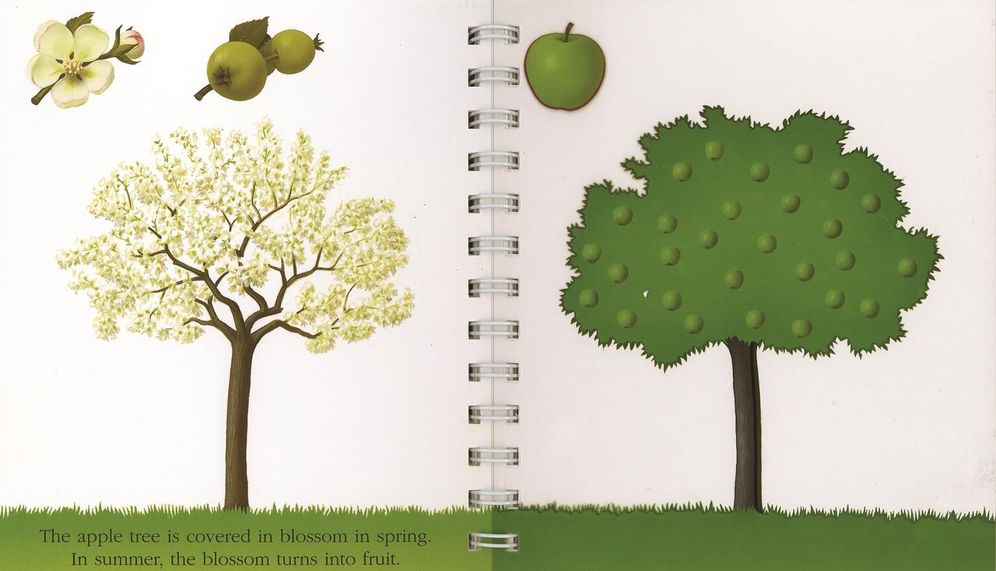Fruit