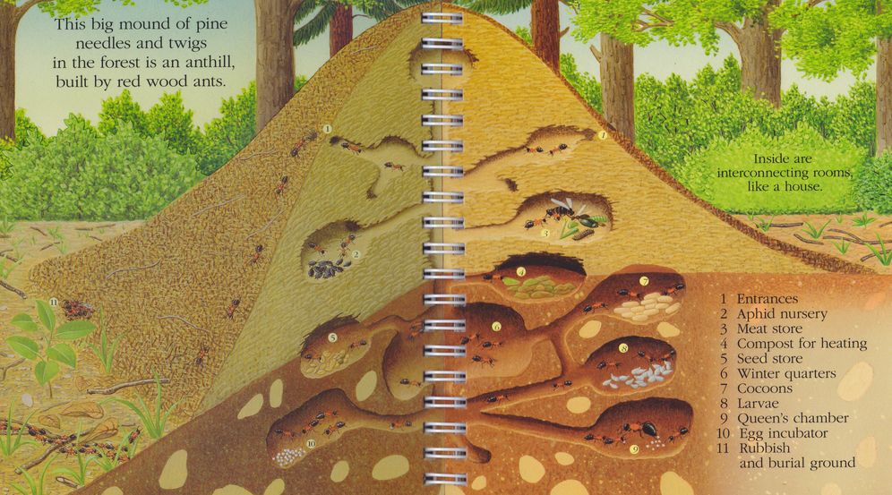 Ants
