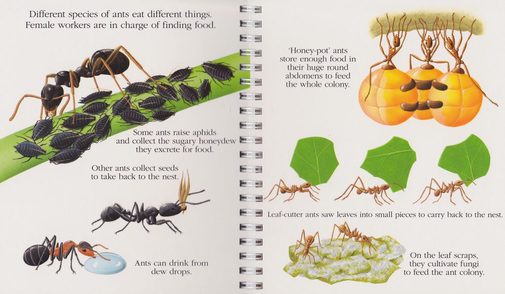 Ants