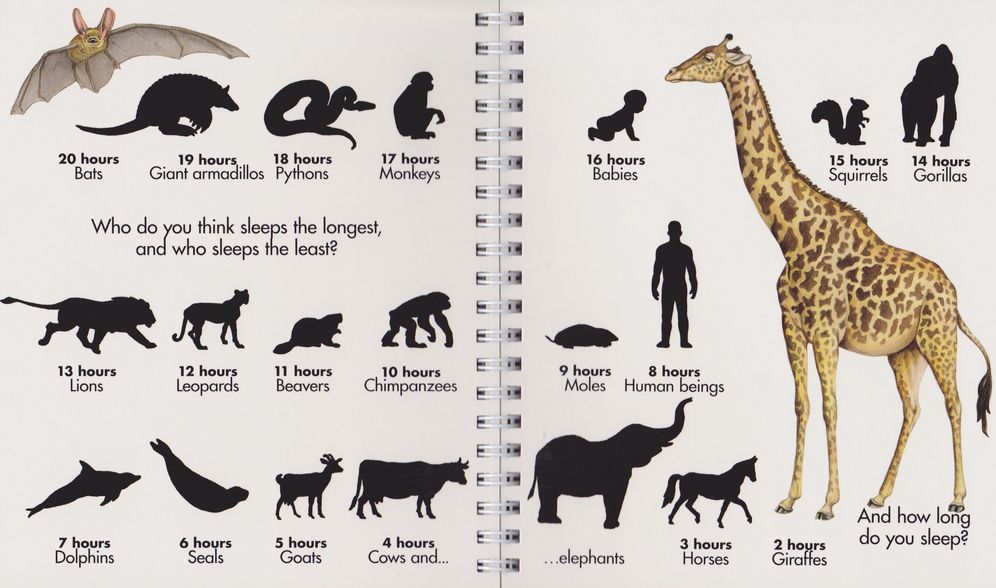 How Animals Sleep