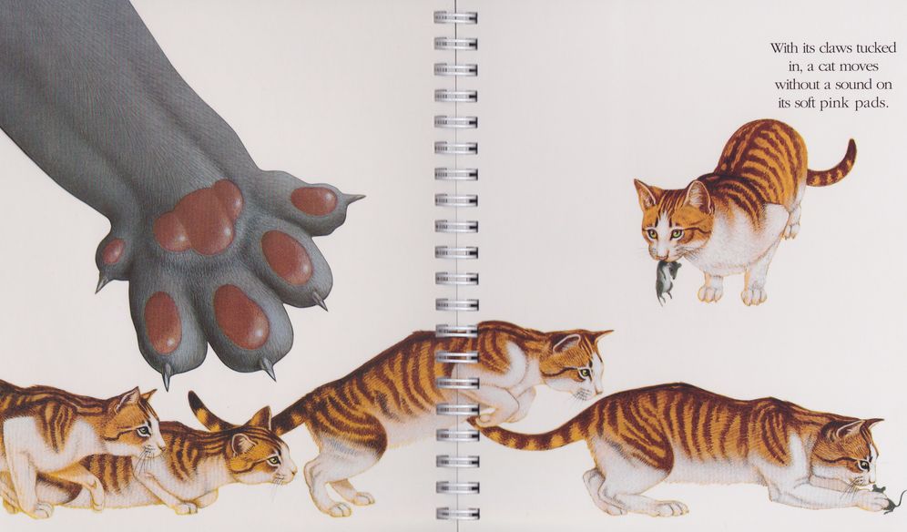 Cats