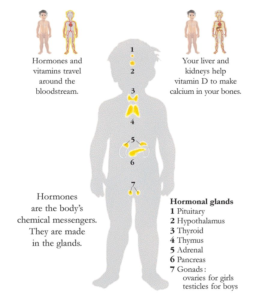 How the Body Works