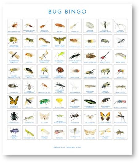 Bug Bingo
