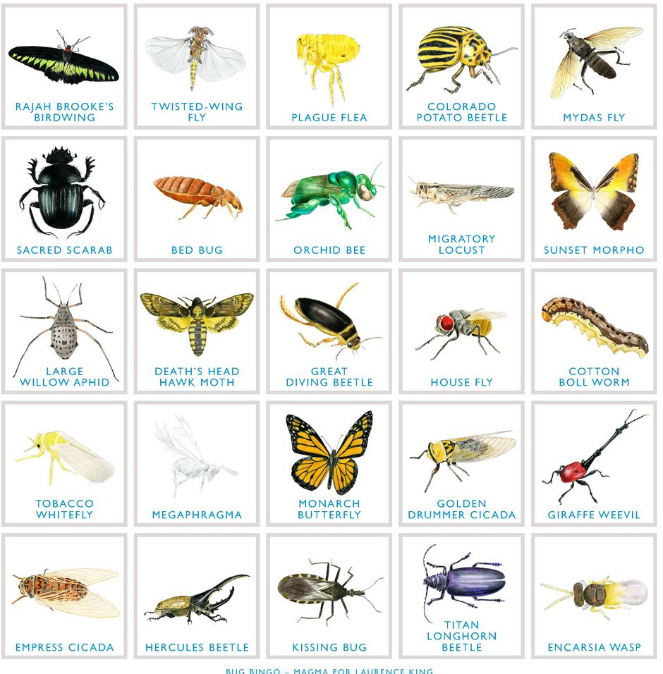 Bug Bingo