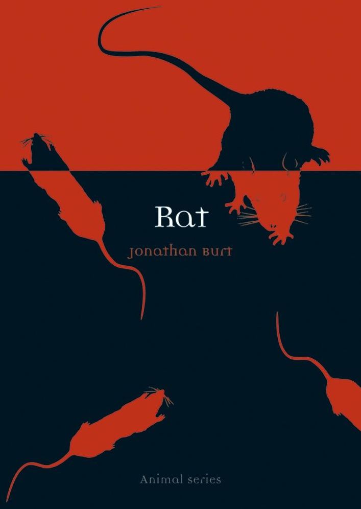 Rat