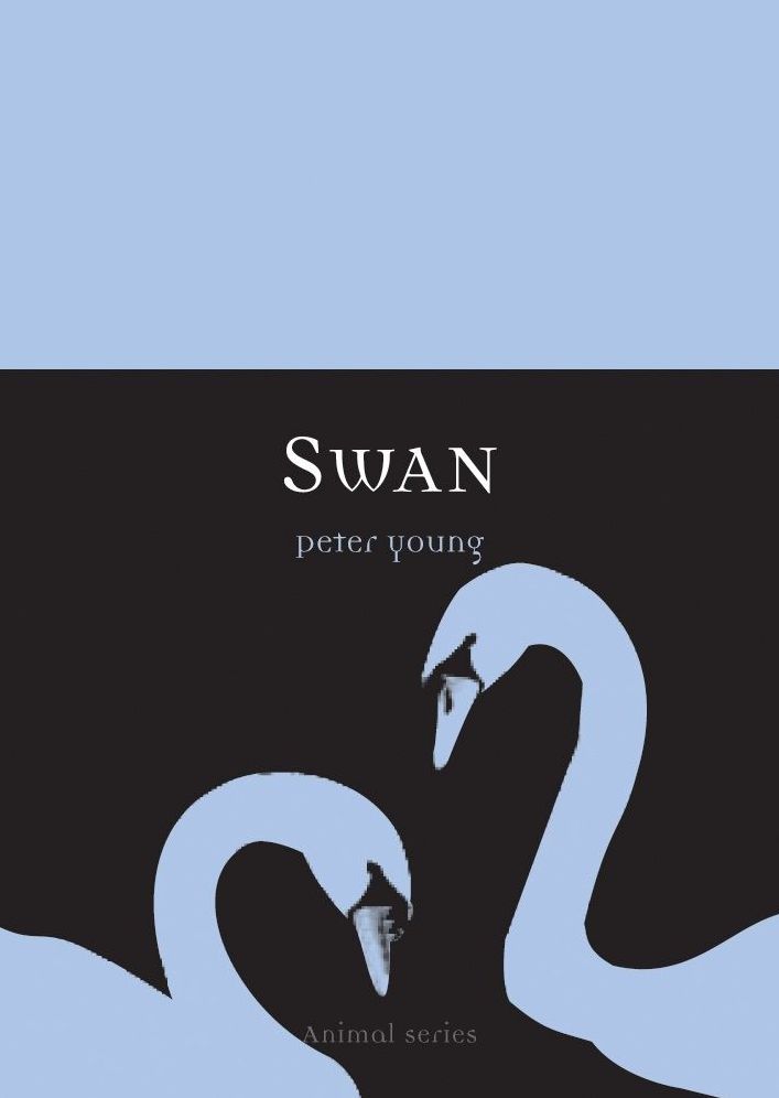 Swan