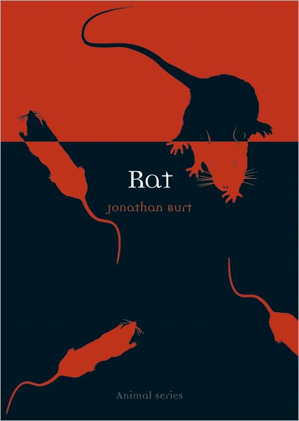 Rat