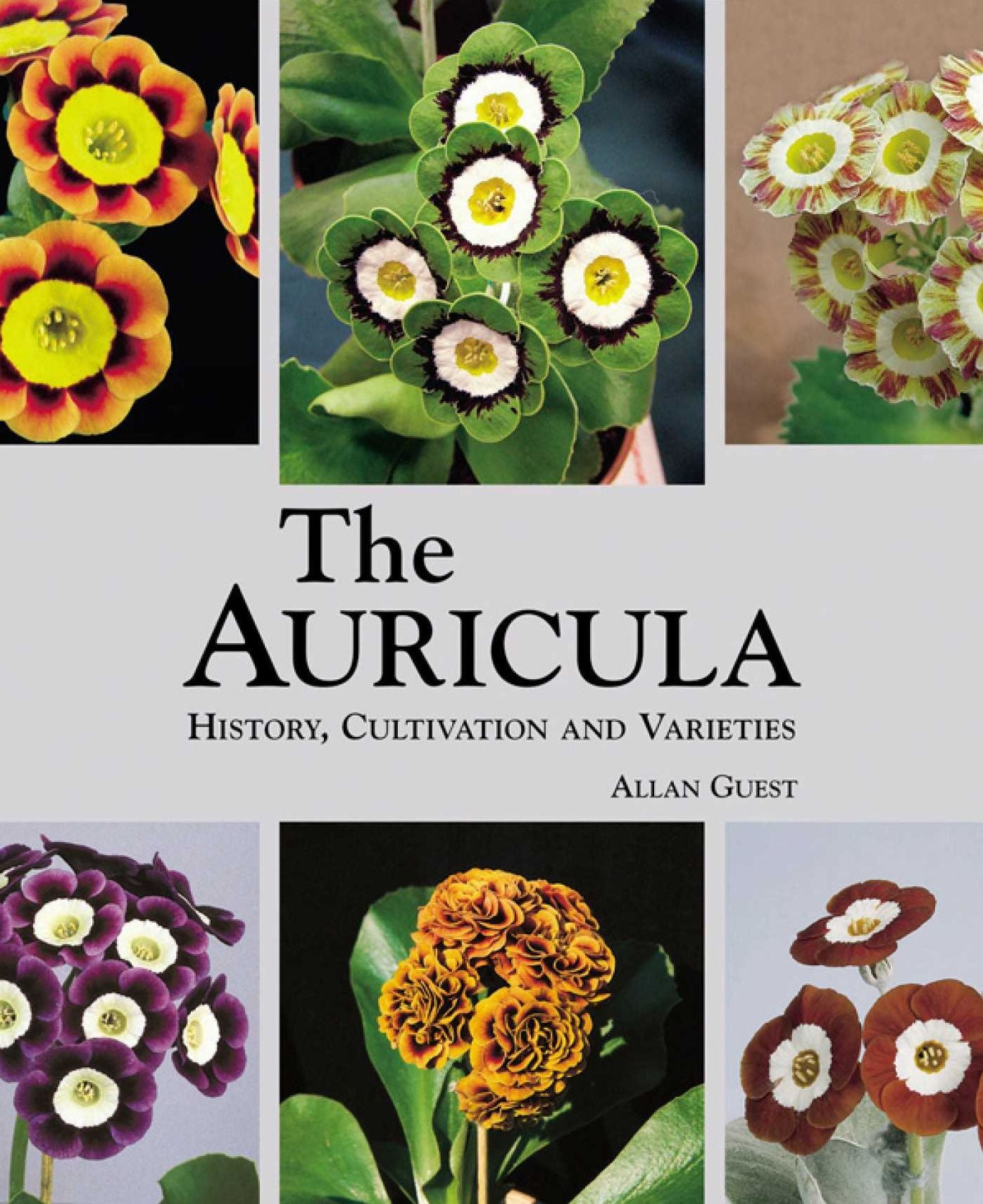 The Auricula: History, Cultivation and Varieties