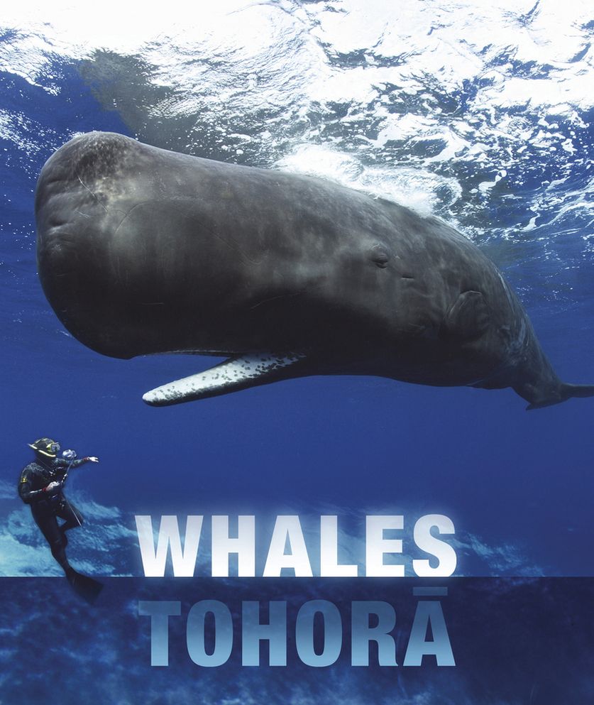 Whales and Dolphins of Aotearoa New Zealand