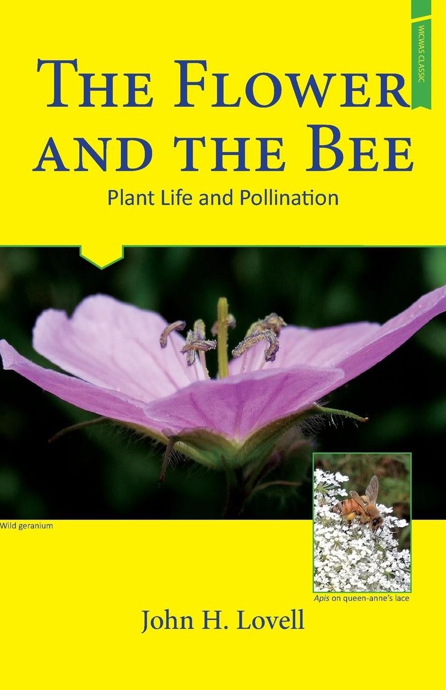 The Flower and The Bee