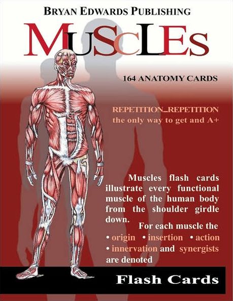 Muscles: Flash Cards