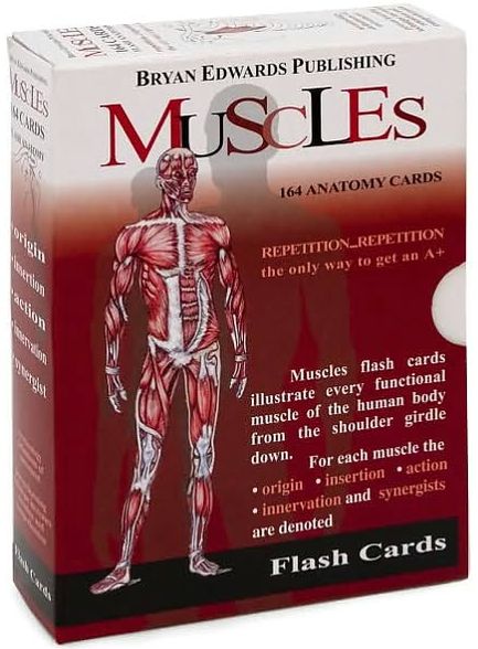 Muscles: Flash Cards