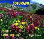 Colorado-Scenic Wildflowers