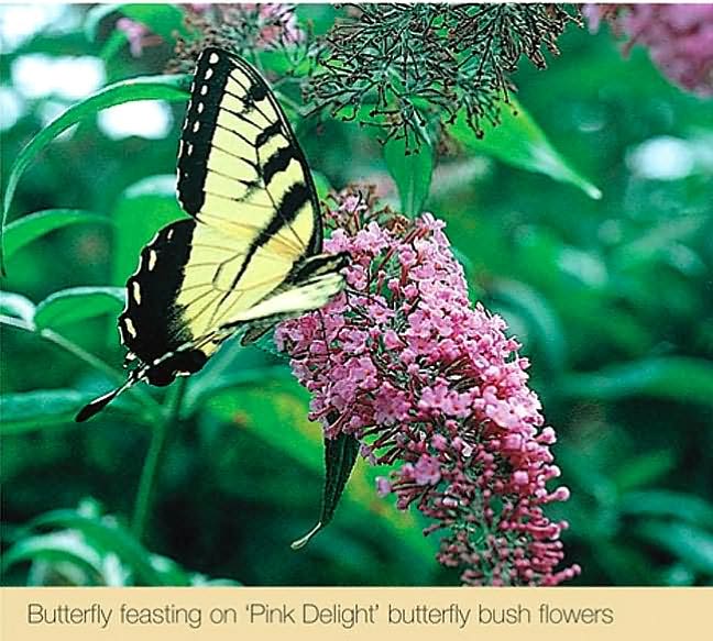 Great Flowering Landscape Shrubs
