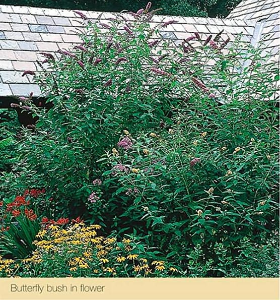 Great Flowering Landscape Shrubs