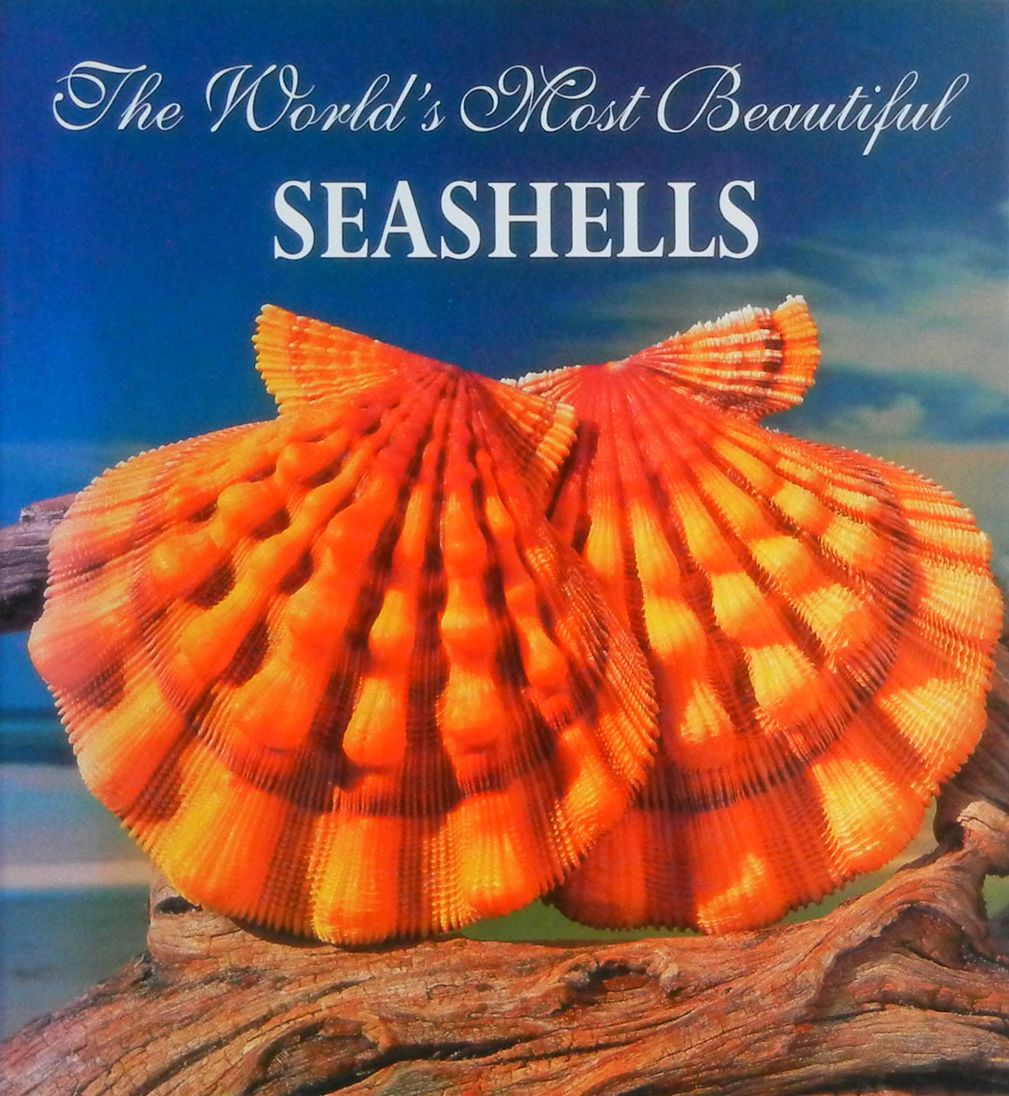 The World's Most Beautiful Seashells