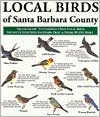 Local Birds of Santa Barbara: Pocket Size