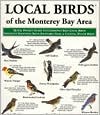 Local Birds of the Monterey Penninsula: Pocket Size