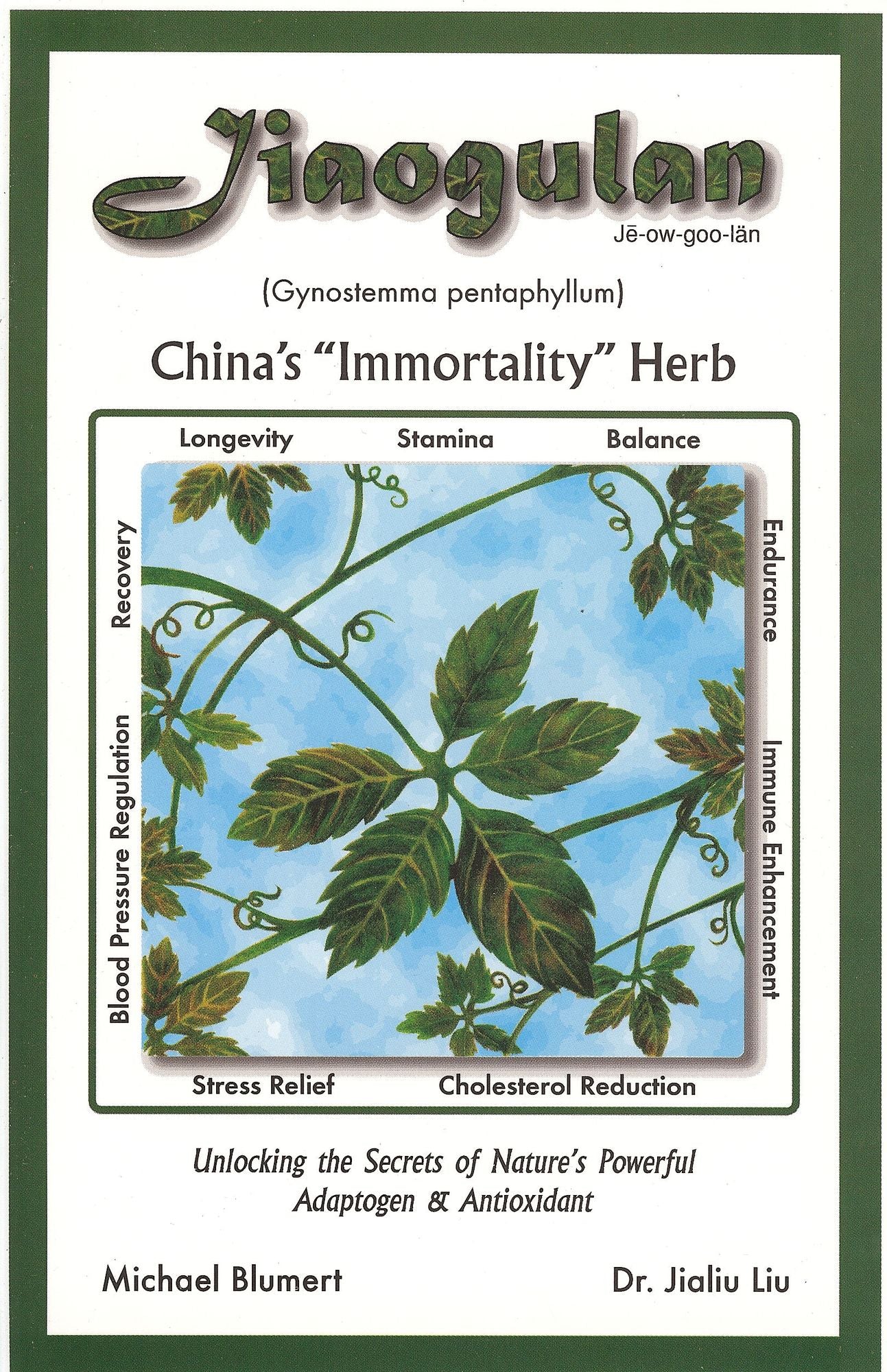 Jiaogulan--China's "Immortality Herb":Unlocking the Secrets of Nature's Powerful Adaptogen and Antioxidant