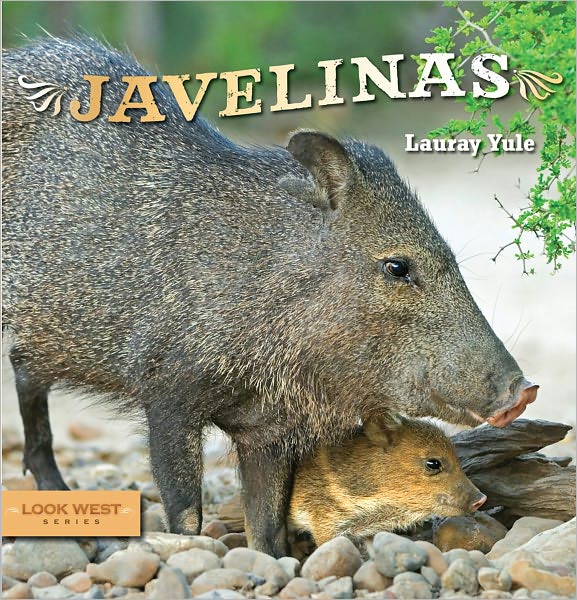 Javelinas (Look West)