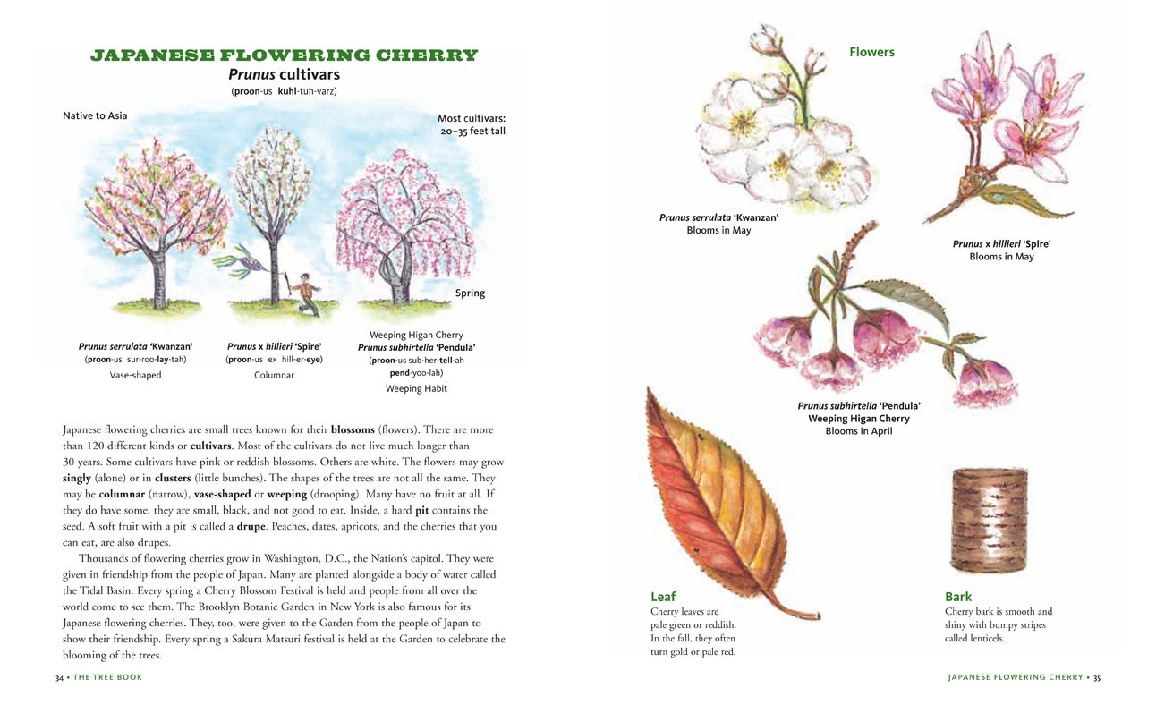 Tree Bk for Kids & Grown Ups