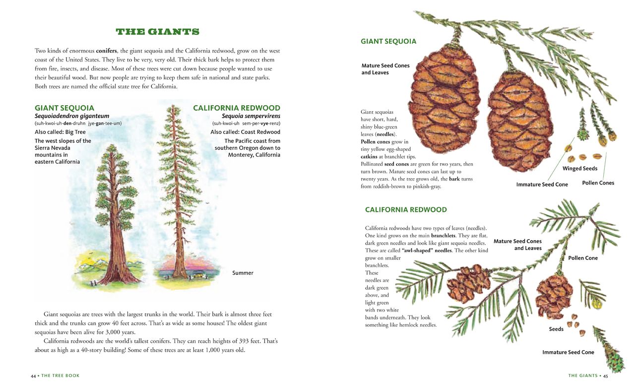 Tree Bk for Kids & Grown Ups