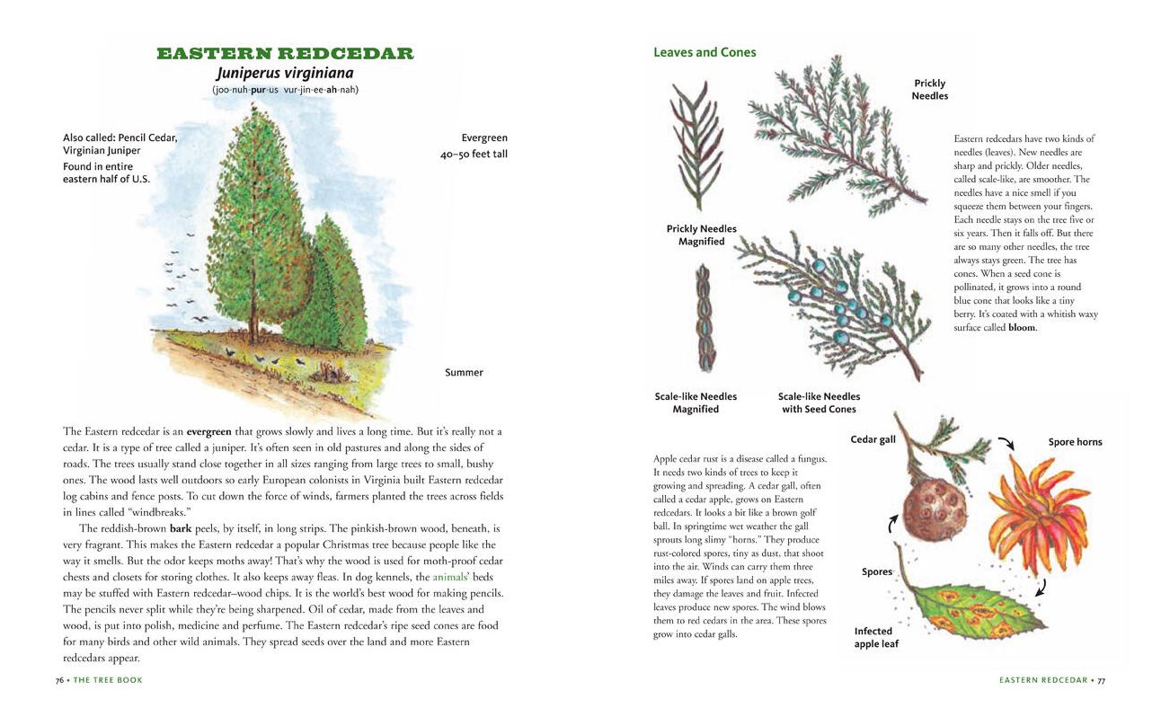 Tree Bk for Kids & Grown Ups