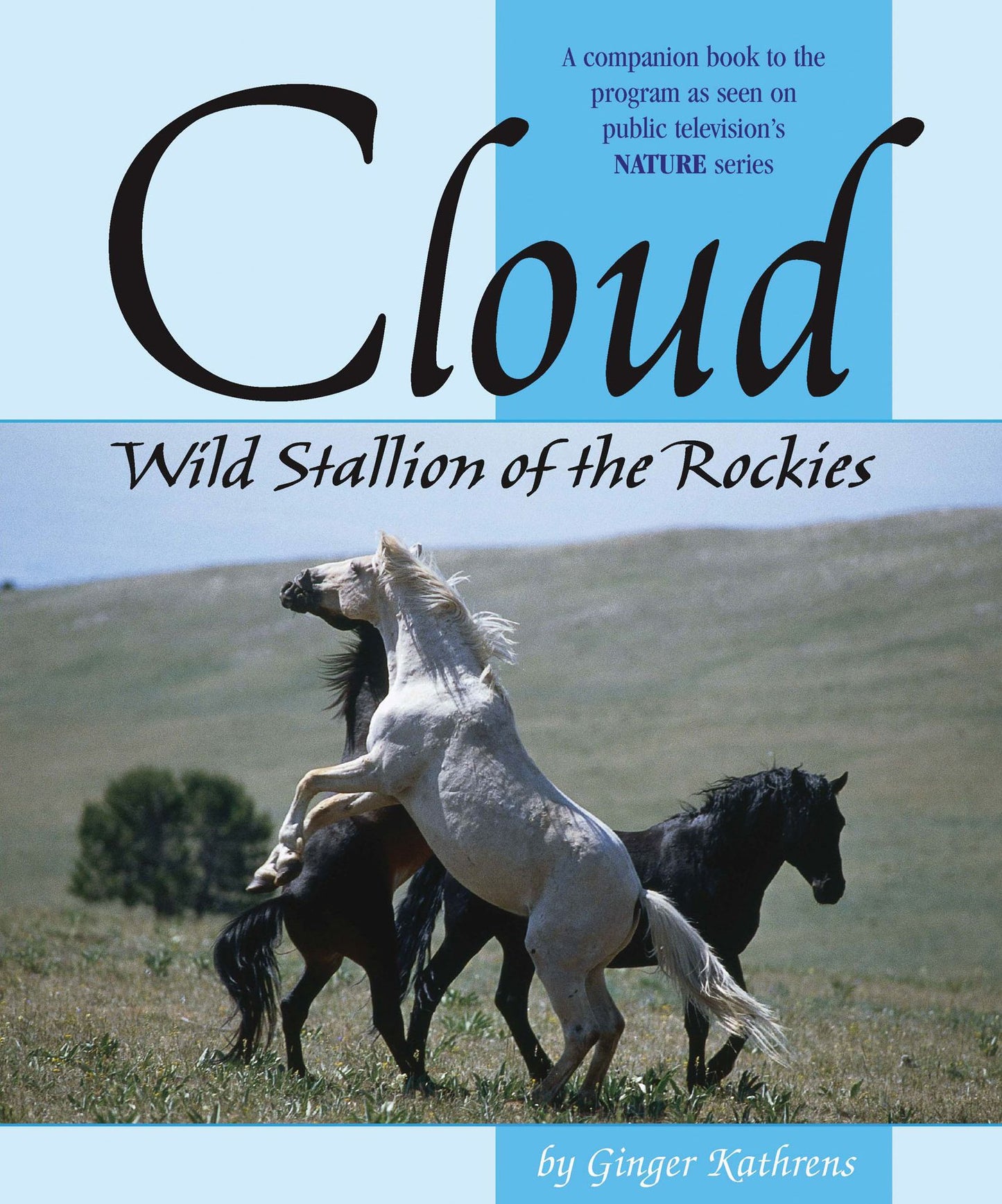 Cloud: Wild Stallion of the Rockies