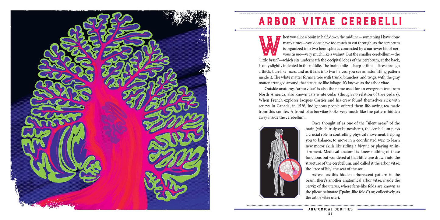 Anatomical Oddities: The Otherworldly Realms Hidden within Our Bodies