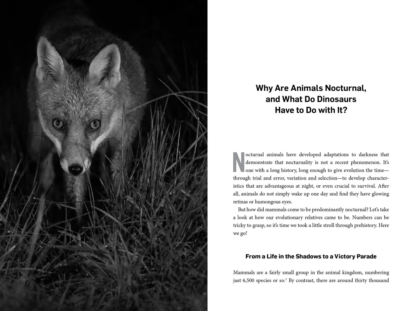 Living Night: On the Secret Wonders of Wildlife After Dark