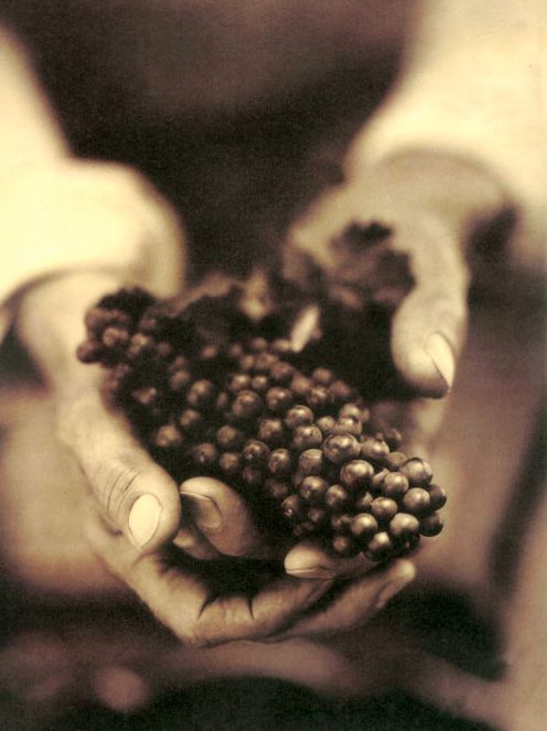 Wine, Food and the Arts: Works Gathered by the American Institute of Wine and Food