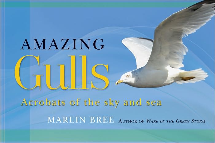 Amazing Gulls: Acrobats of the Sky and Sea