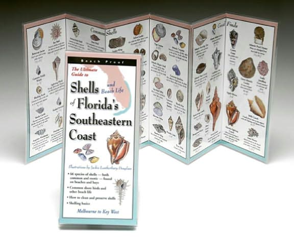 Shells of Florida's Atlantic Coast