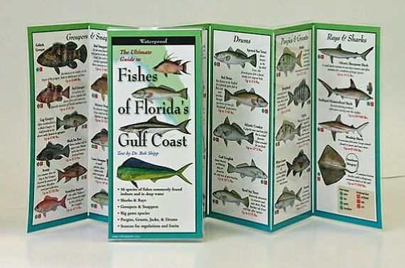 Fishes of the Florida's Gulf Coast