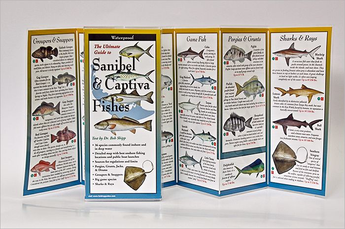 Sanibel & Captiva Fishes