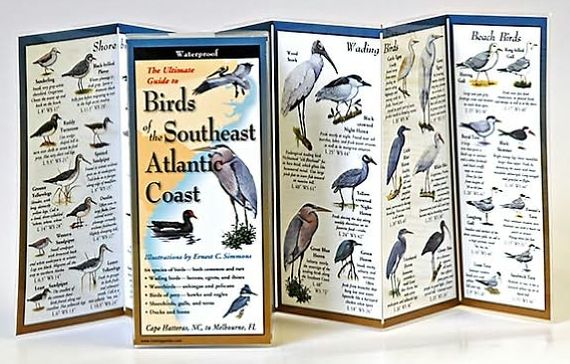 Birds of the Southeast Atl. Coast