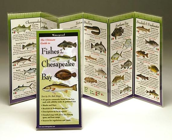 Fishes of the Chesapeake Bay