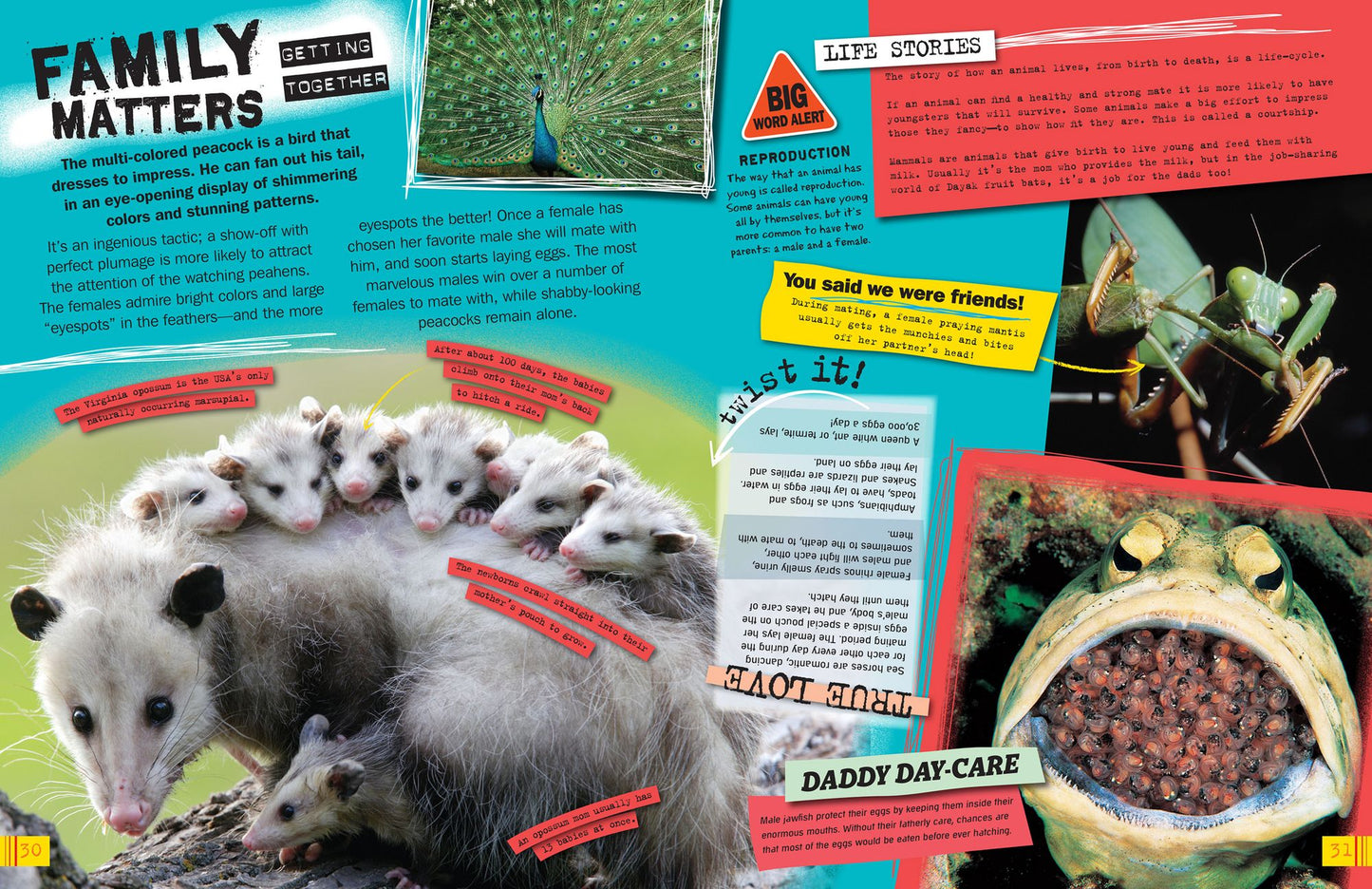 Wild Animals