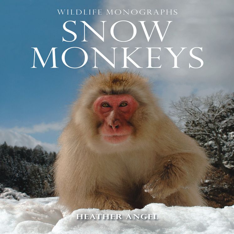 Snow Monkeys