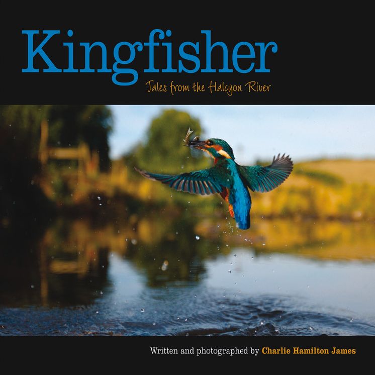 Kingfisher: Tales from the Halcyon River