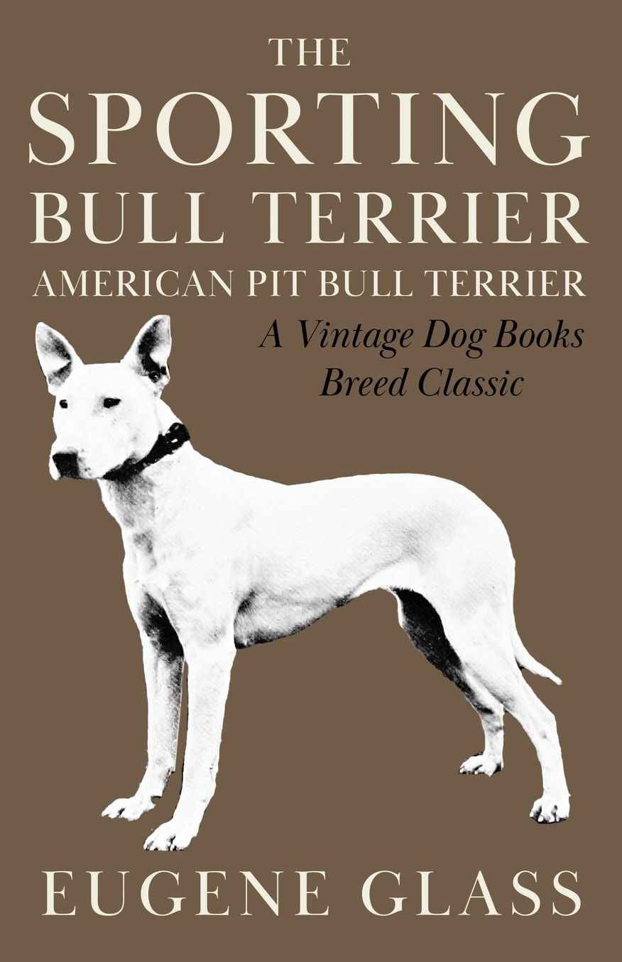 Sporting Bull Terrier: American Pit Bull Terrier