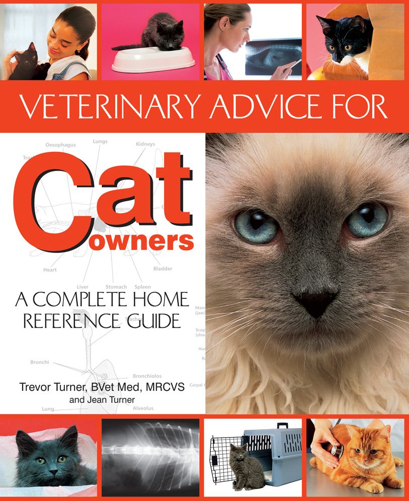 Veterinary Advice For Cat Owners