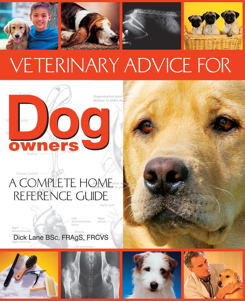 Veterinary Advice For Dog Owners