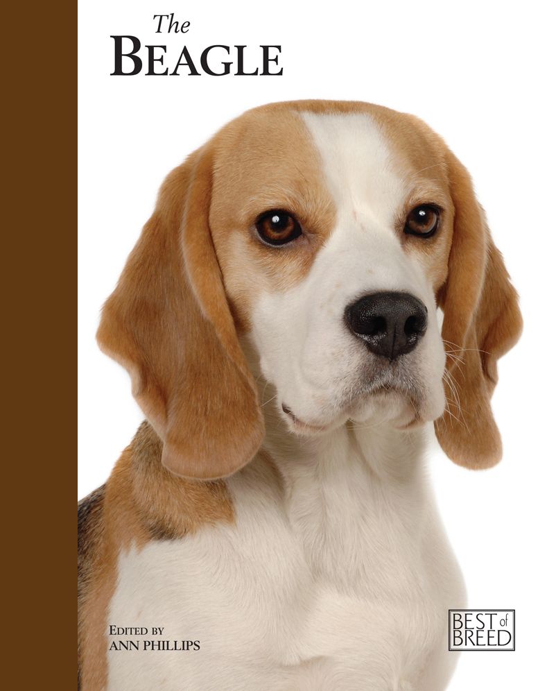 The Beagle