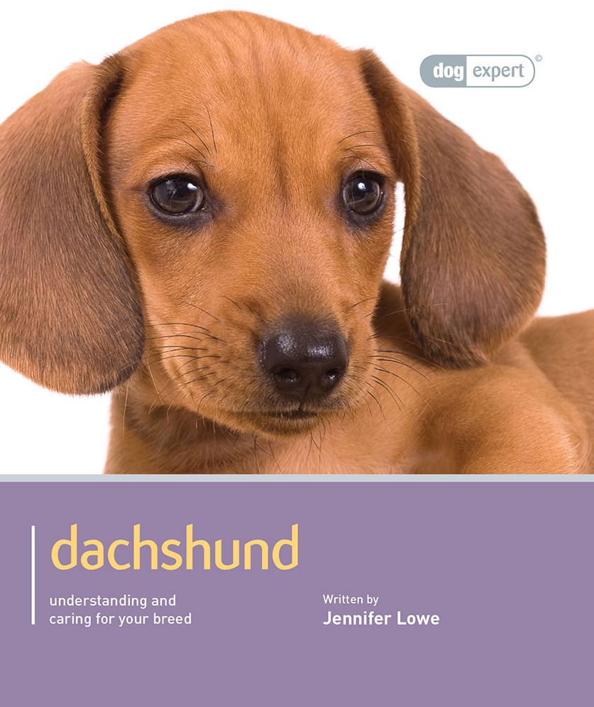Dachshund